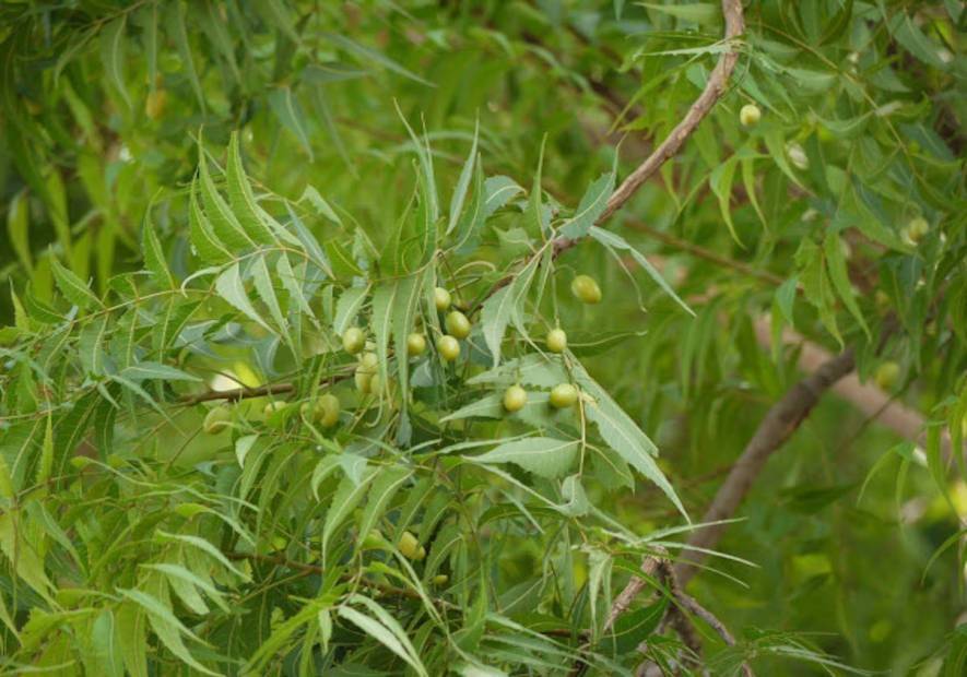 Huile de Neem vierge biologique